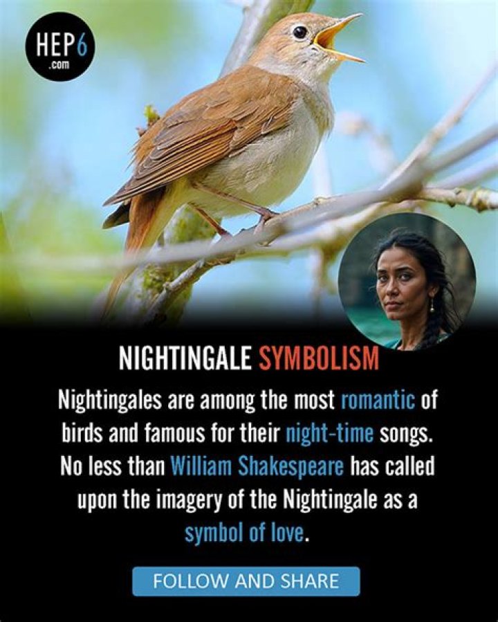 What is the meaning of Nightingale?