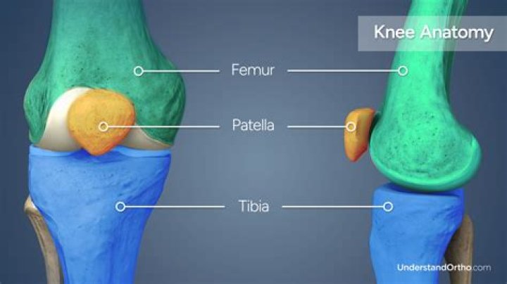 What is the meaning of patella?
