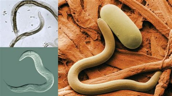 What is the meaning of phylum Nematoda?