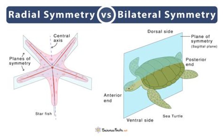 What is the meaning of radially symmetrical?