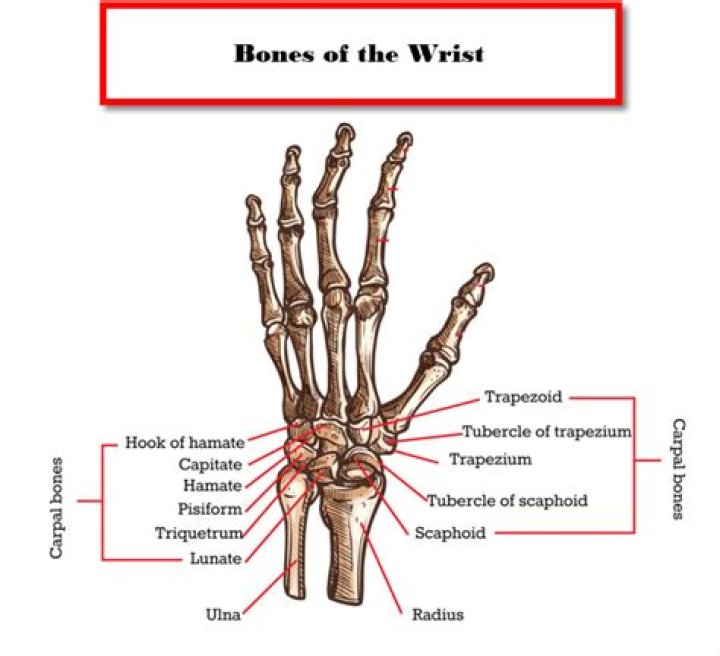 What is the medical term for pinky finger?