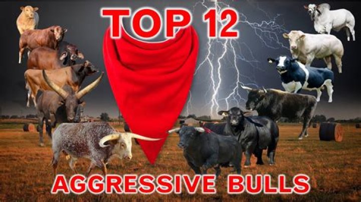 What is the most aggressive cow?