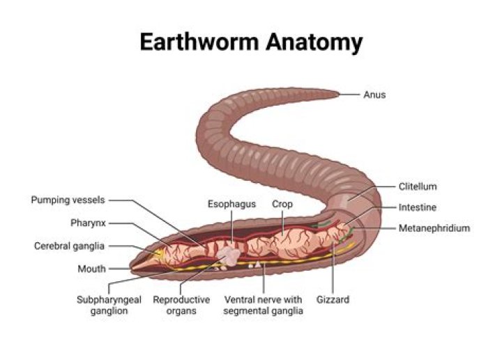 What is the most common earthworm?