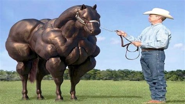 What is the most dangerous breed of horse?