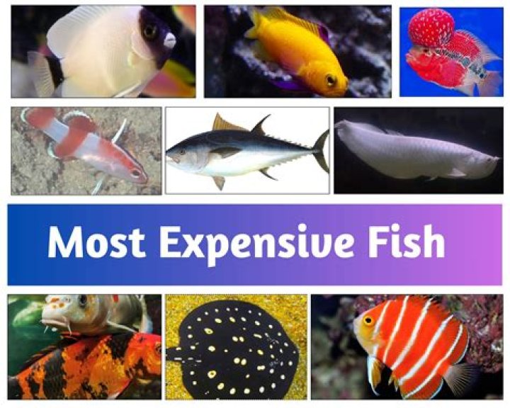 What is the most expensive type of parrots?