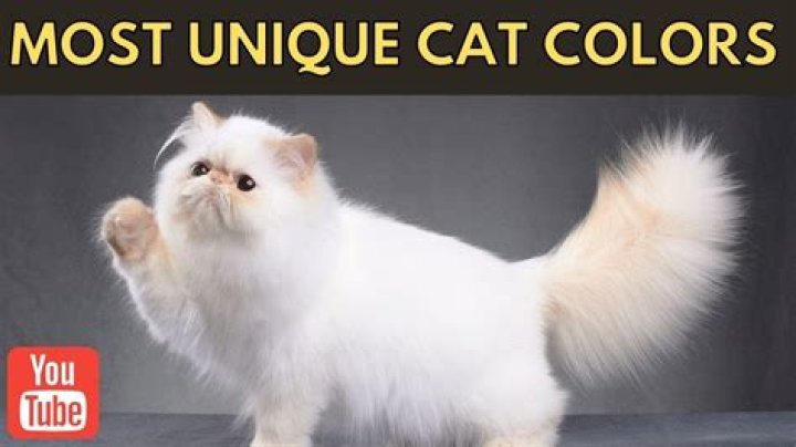 What is the most uncommon cat color?