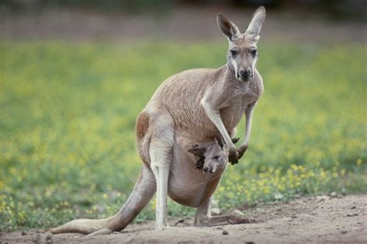 What is the movement of a kangaroo called?