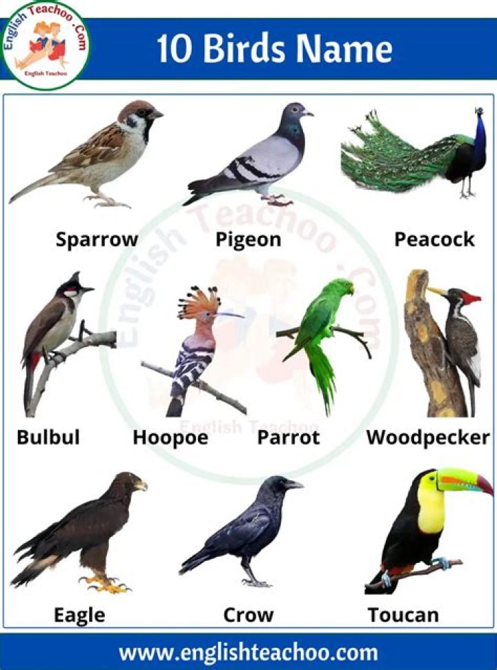 What is the name of a male domestic fowl?