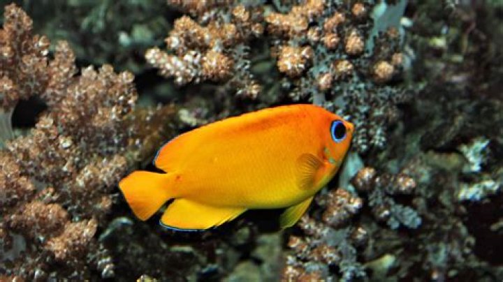 What is the name of orange fish?