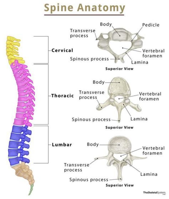 What is the name of the top vertebrae in your spine?