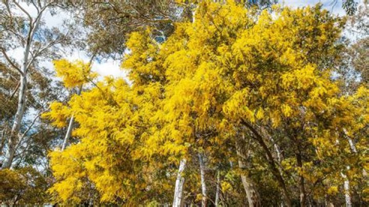 What is the national name of Australia?