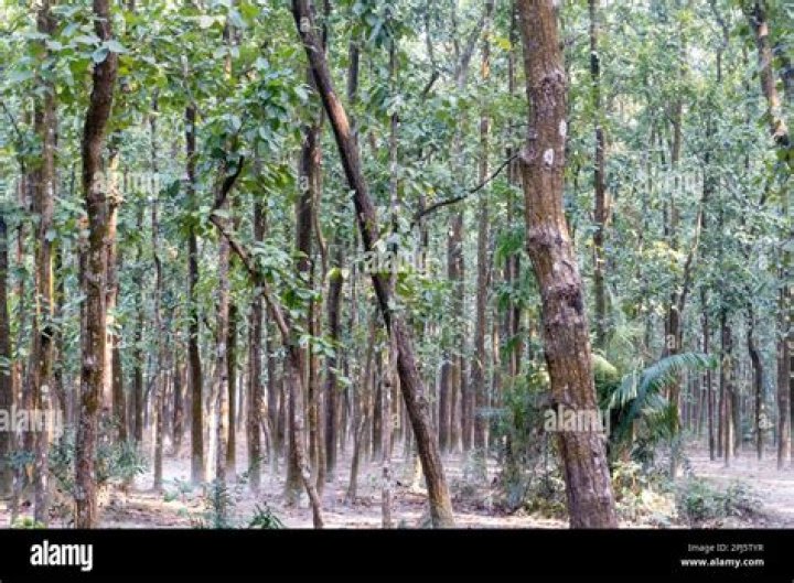 What is the national tree of Bangladesh?