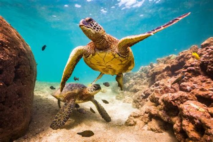 What is the natural habitat of a sea turtle?