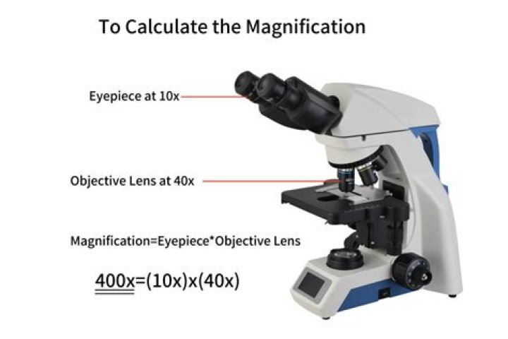 What is the ocular magnification of a microscope?