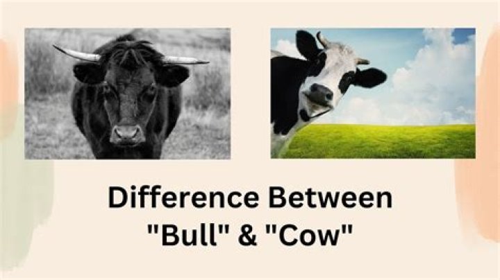 What is the opposite gender of bull?