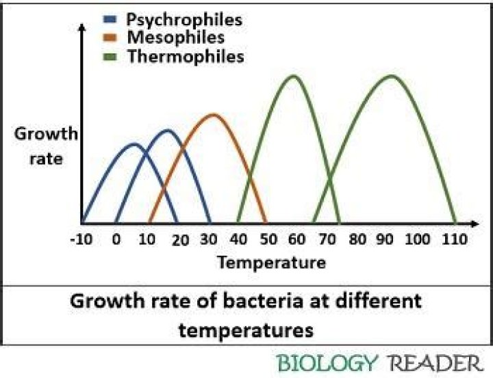 What is the optimum temperature for bacterial growth?