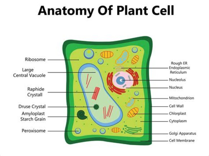 What is the outermost layer found in plant cell?