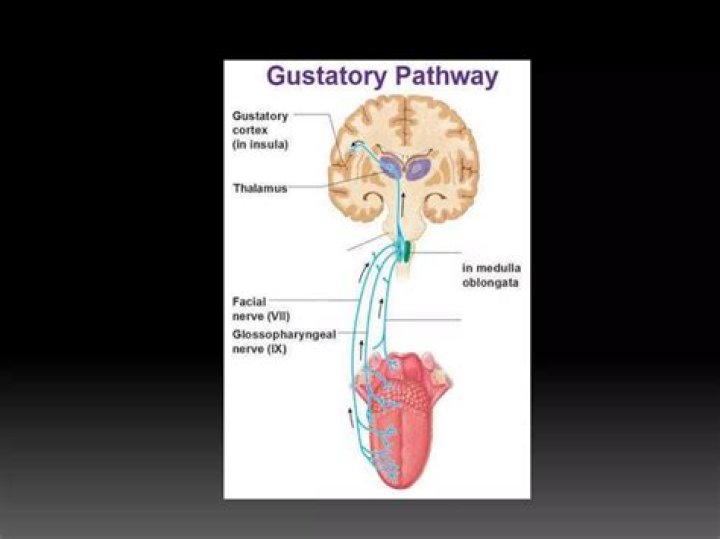What is the physiology of taste?
