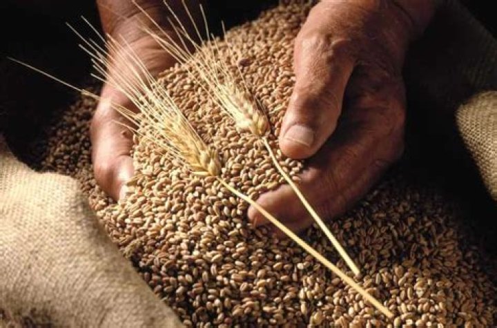 What is the price of 1 quintal wheat?