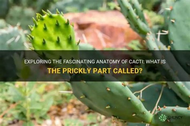 What is the prickly part of a cactus called?