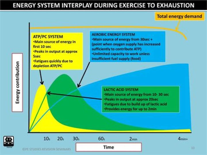What is the primary source of energy during exercise?