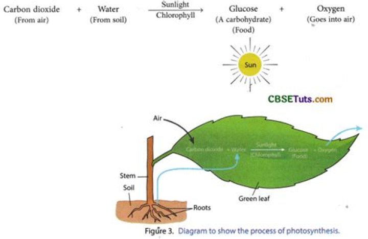 What is the process by which plants produce glucose and oxygen?