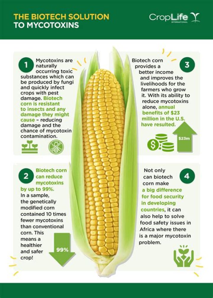 What is the purpose of genetically modified corn?