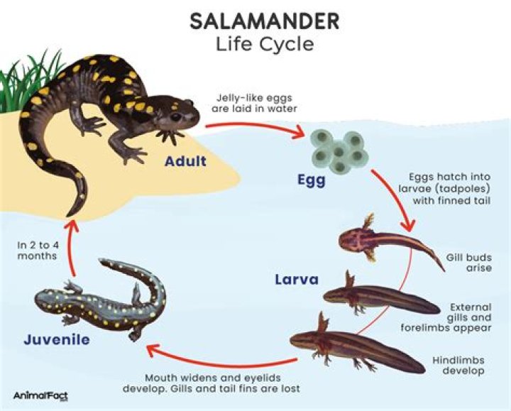 What is the purpose of salamanders?