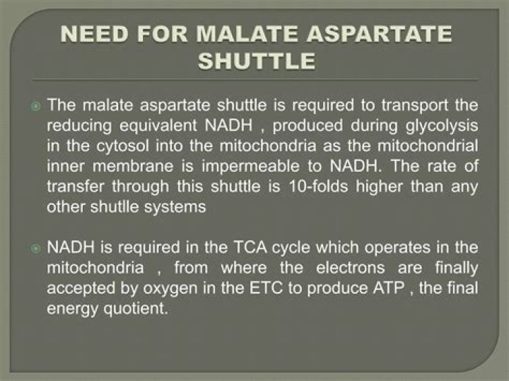 What is the purpose of the Malate shuttle?
