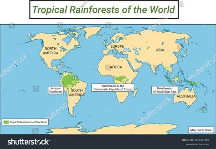 What is the rainforest in Central America called?