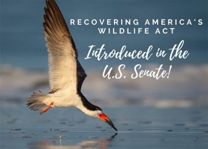 What is the recovering America's Wildlife Act?
