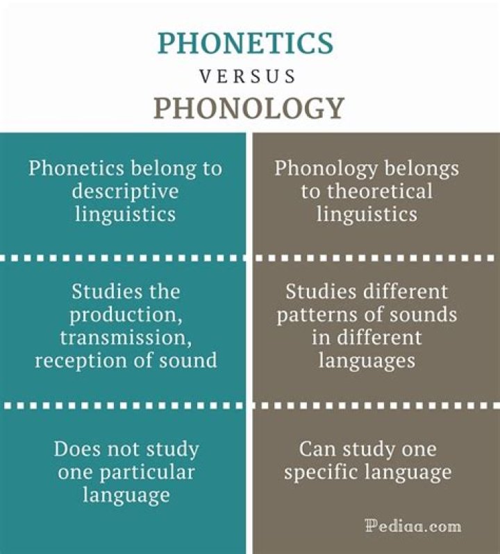 What is the relationship between the studies of phonetics phonology and linguistics?