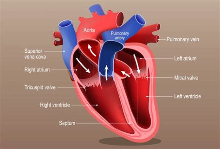 What is the right side of heart?