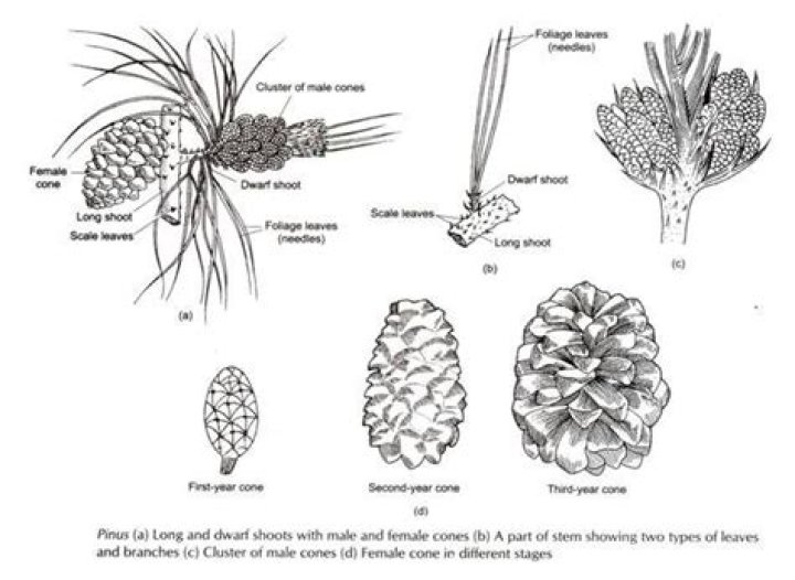 What is the role of a Staminate cone?