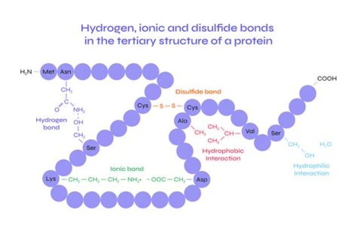 What is the role of hydrogen bonds in the structure of proteins?