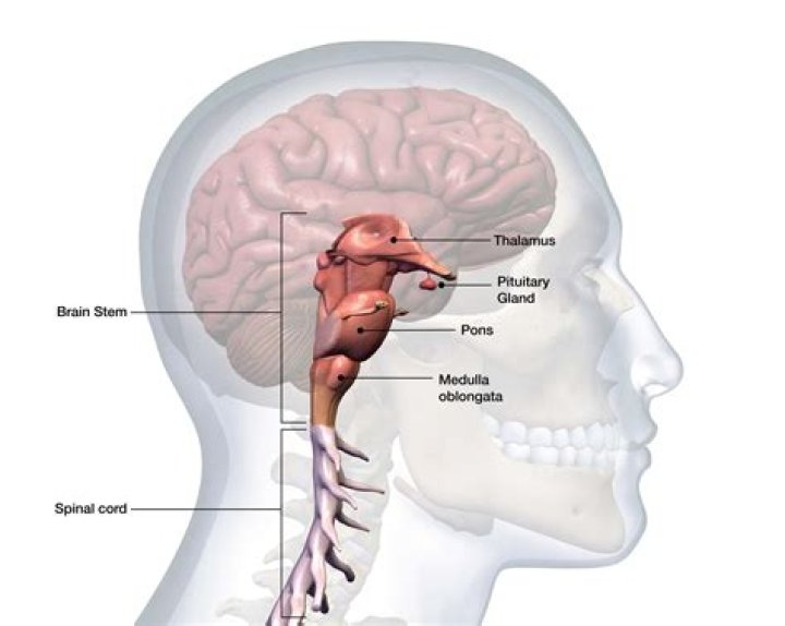What is the role of the brain and spinal cord?