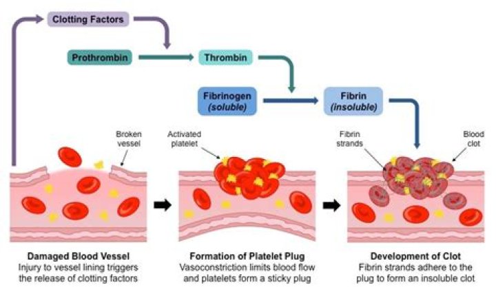 What is the role of thrombin in blood clotting?