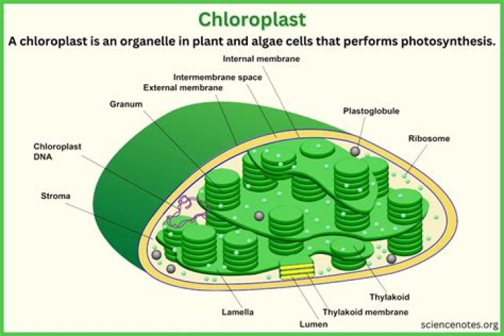 What is the scientific meaning of chloroplast?