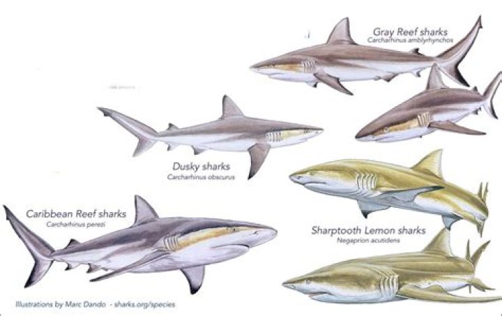 What is the scientific name for a black tip shark?