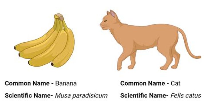 What is the scientific name for chlamydia?