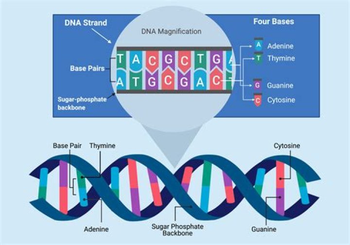 What is the sequence of a gene?