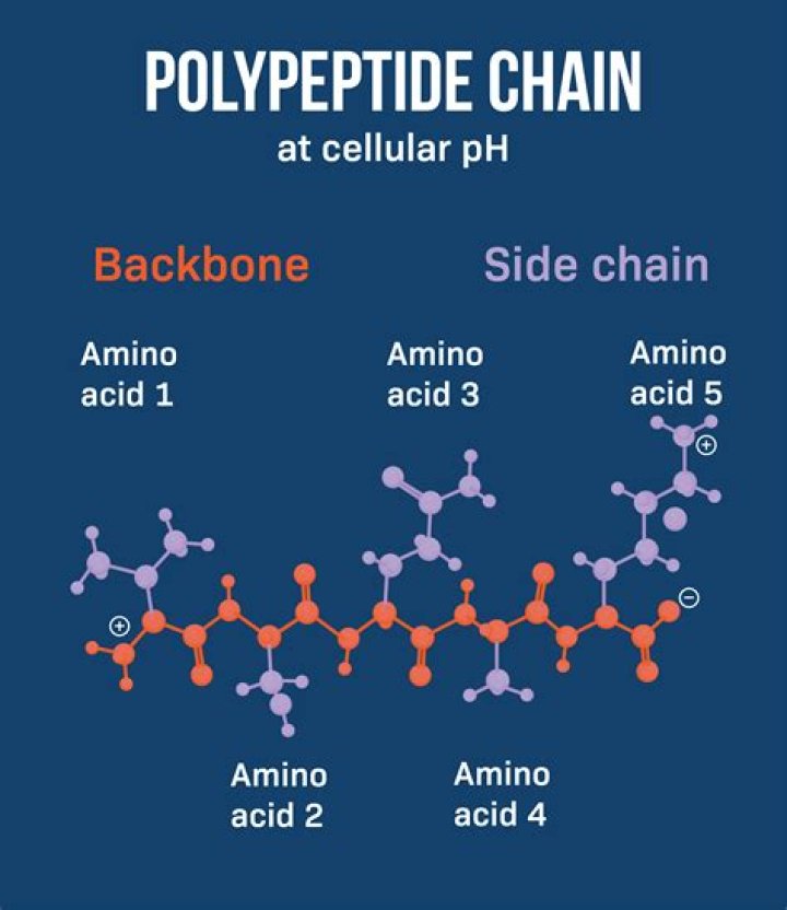 What is the sequence of amino acids on a protein chain called?