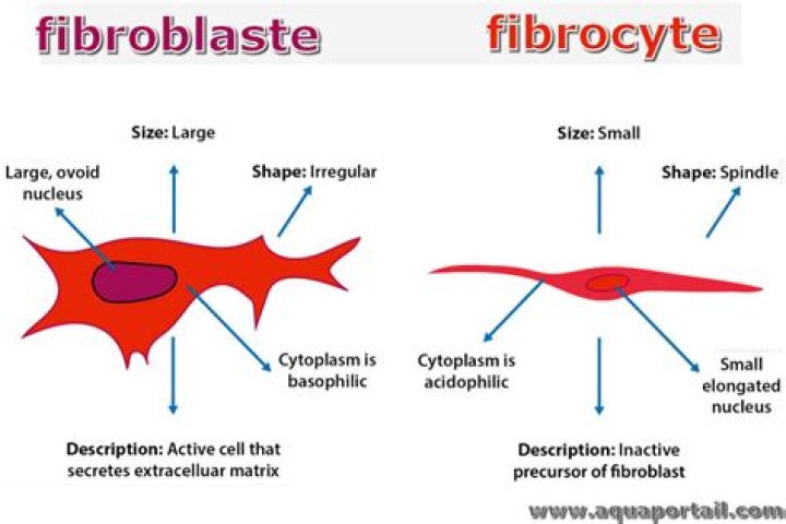 What is the shape of fibroblasts?