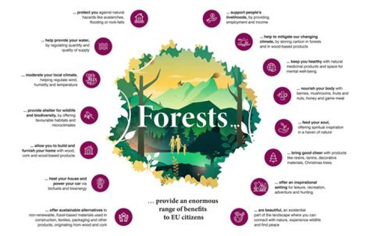 What is the significance of forest in our life?