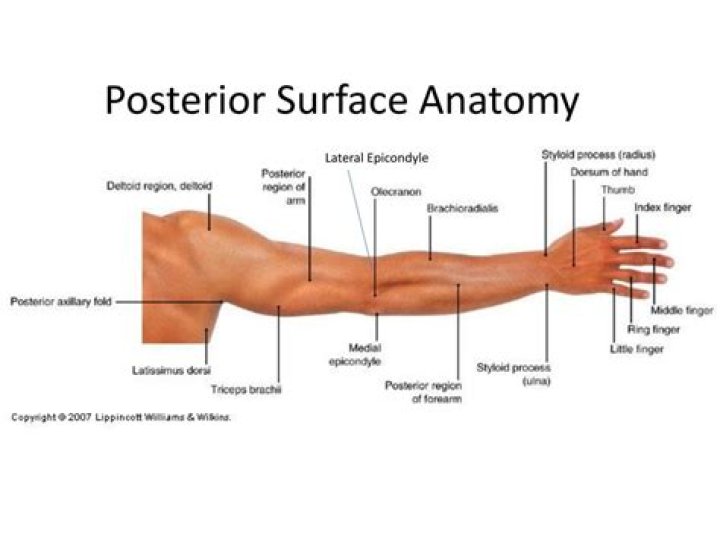 What is the skin on your forearm called?