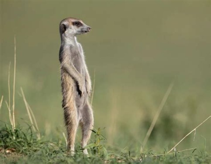 What is the skinniest state?