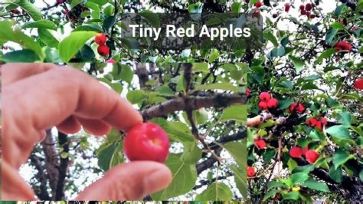 What is the smallest apple fruit?