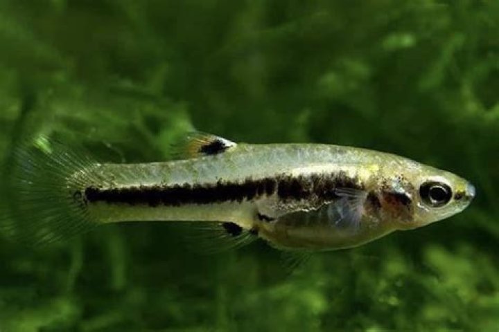 What is the smallest live bearing fish?