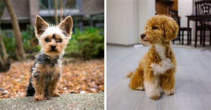 What is the smallest mixed breed of dog?