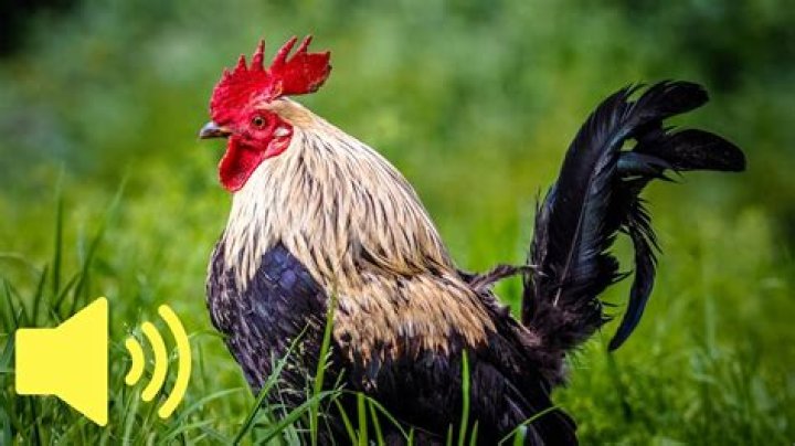 What is the sound of a rooster called?